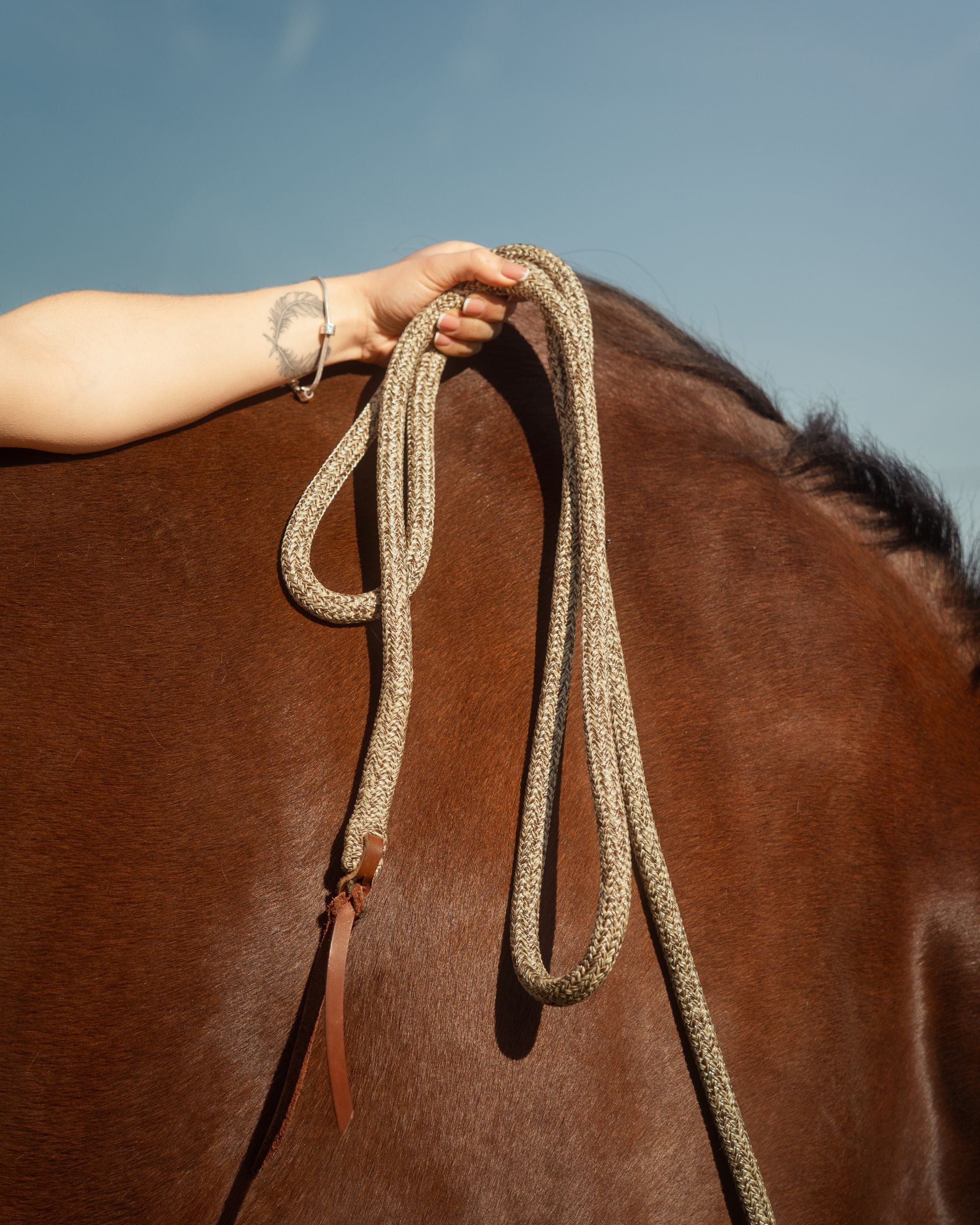 Éduquer le jeune cheval