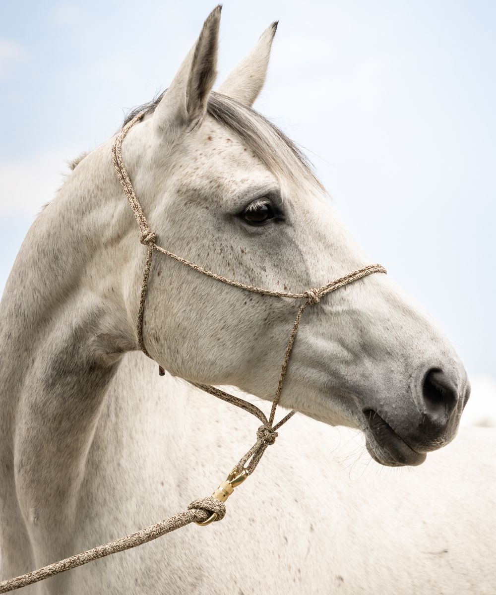 licol_corde_horse_and_ropes