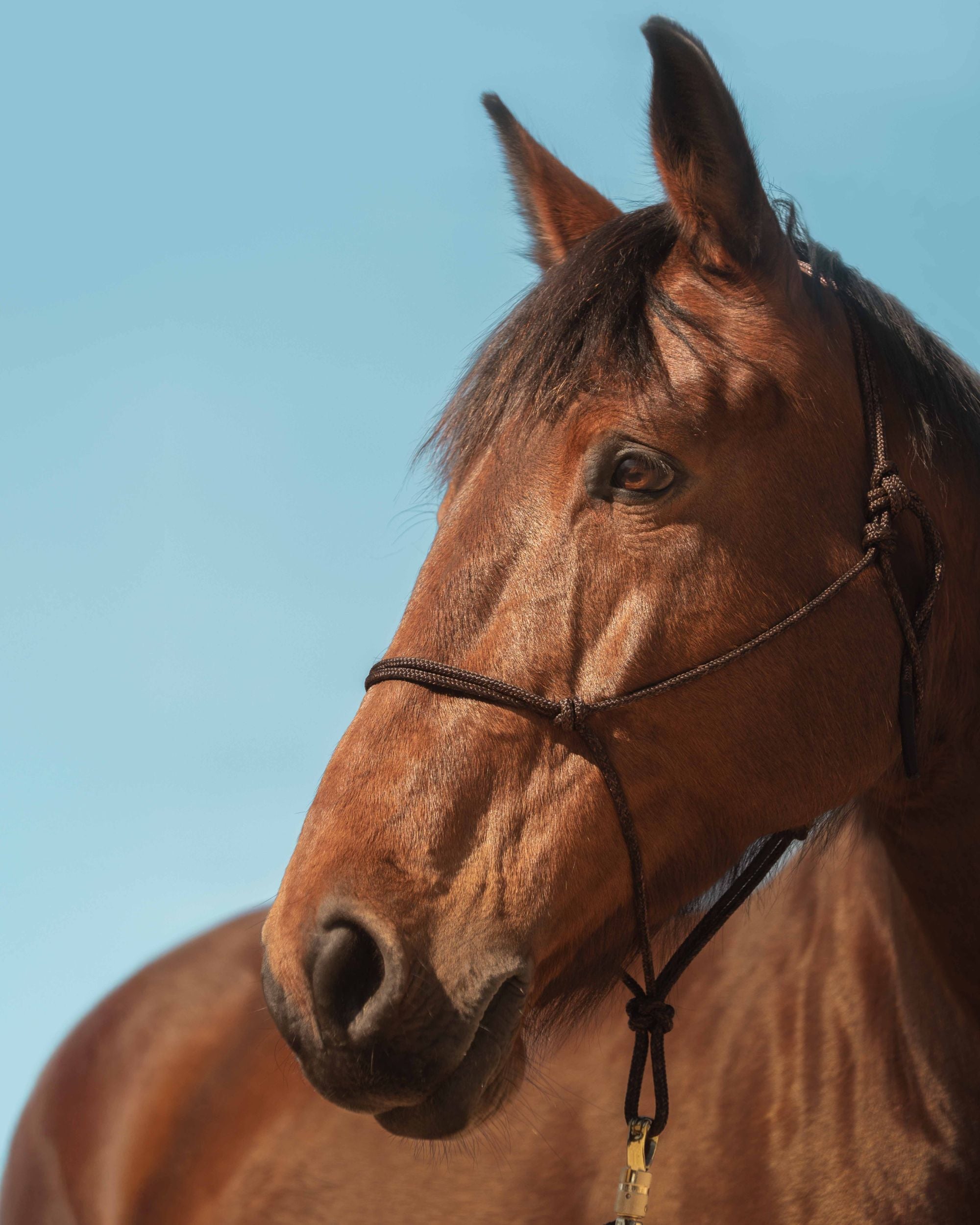 Licol éthologique