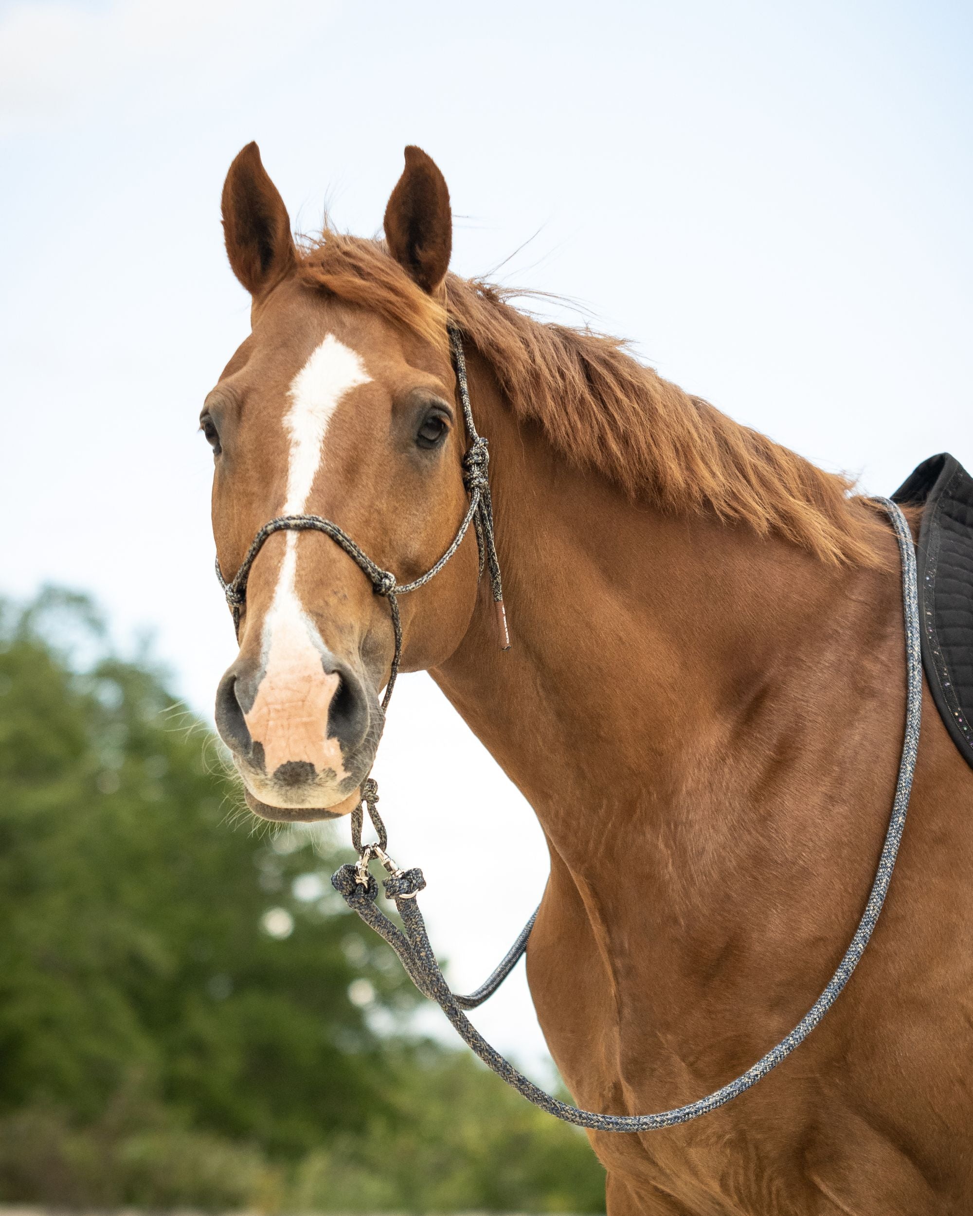 Rope reins