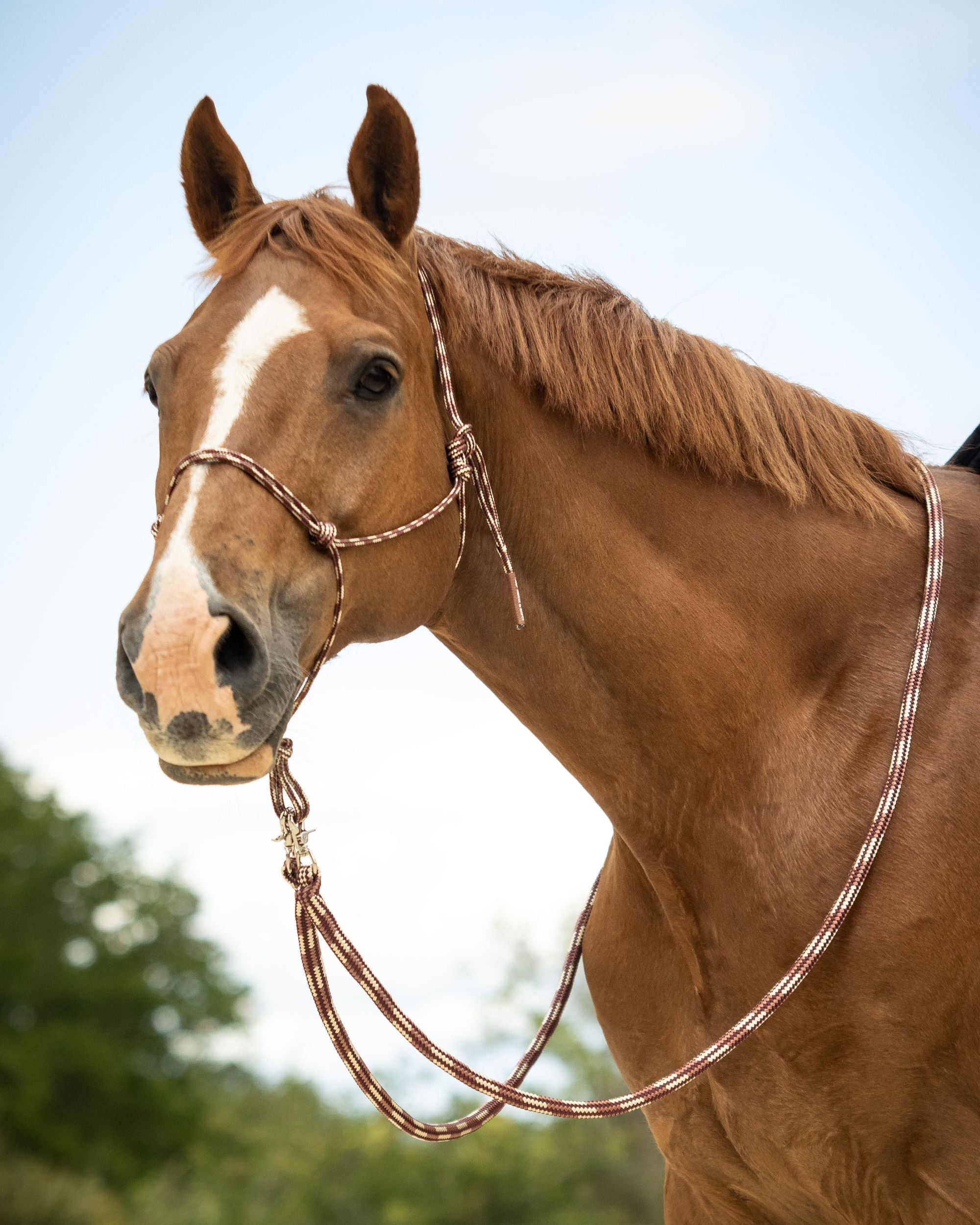 Rope reins