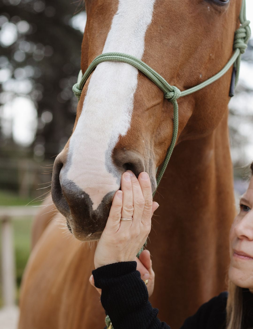 Application du serum confort respiratoire Nellumbo sur les naseaux d'un cheval