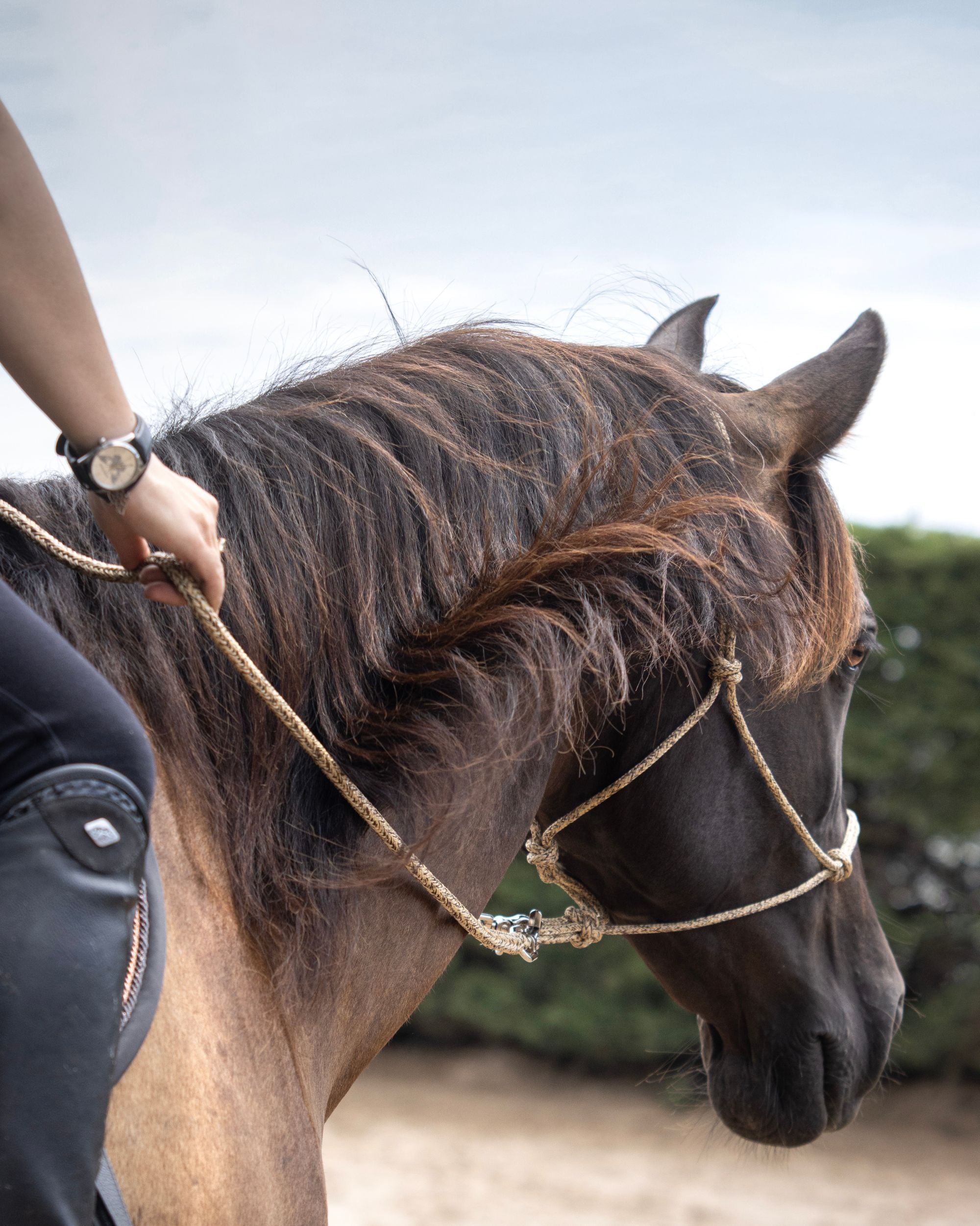 Light reins